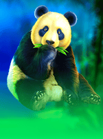 Panda 10,000 Gold-bg