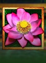Thai Flower Power Play