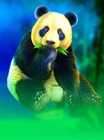 Panda 10,000 Gold